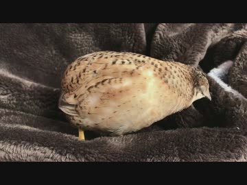 眠気を誘うヒメウズラ