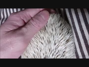 たわし を 撫でる