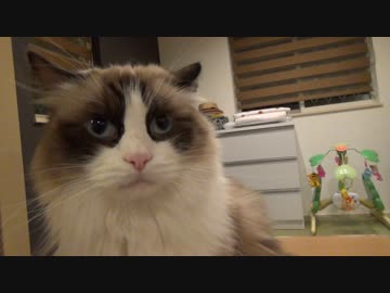 赤ちゃんの挑戦を優しく見守る猫　【レオしじみVol.41】