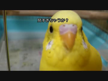 【インコ動画】あるとん家のるーちゃんpart8