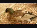カモだらけ 2