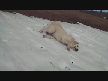 雪で滑る楽しさを覚えてしまった犬が可愛い