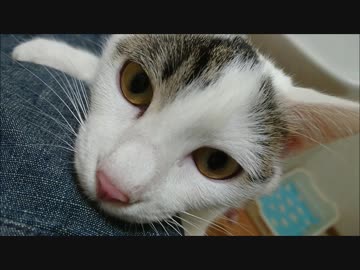 これがニッポンのニャン気筒エンジンですか、グレイトですね！