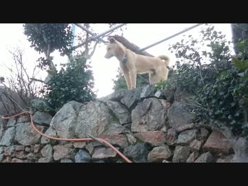 メイリオの鎖が短い理由