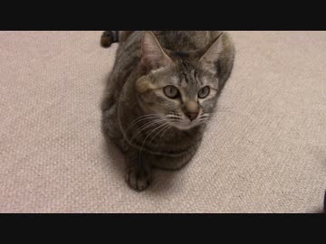 拾いねこ＠生後1666/1633日目　猫じゃらしへの反応の違いも面白いですね。