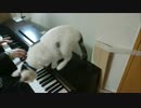 ペロ猫と飼い主が奇跡のコラボをしたようです