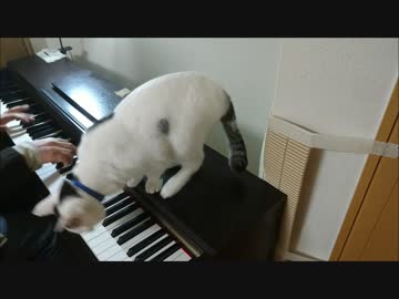 ペロ猫と飼い主が奇跡のコラボをしたようです