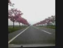 桜の舞うみち