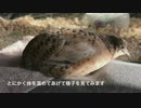 【ヒメウズラ】２号ちゃんの元気がない気がする