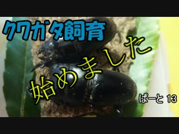 クワガタ飼育始めました　ぱーと13