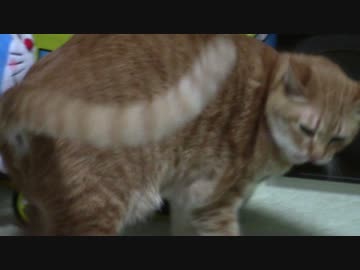 拾いねこ＠生後1667/1634日目　爪切り～。