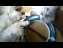 ペルシャ猫が猫用のおもちゃでお戯れ