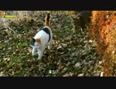 ゾロゾロ出てくる猫たち