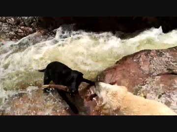 川に流されかけている犬を別の犬が助ける