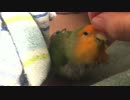 風邪っぴきインコ、飼い主で鼻をふく