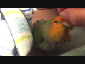 風邪っぴきインコ、飼い主で鼻をふく