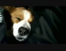 【ハル♀】股間で爆睡する犬【コーギー】