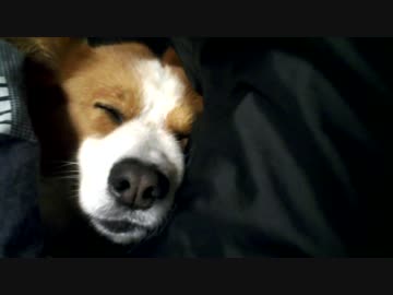 【ハル♀】股間で爆睡する犬【コーギー】