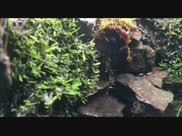 迫真アクアテラリウム部　ミナミヌマエビと化した先輩たちの裏技