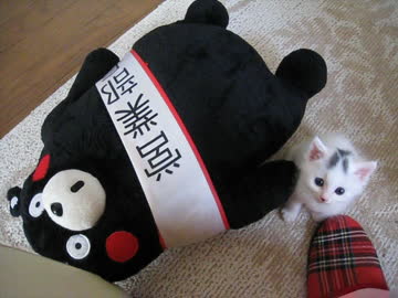 こんなちゃっこい猫に見つめられたらそりゃ萌えるわぃ