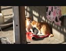 キャットファイト２