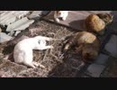 キャットファイト３