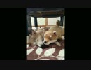 ミミにぬいぐるみのプレゼント