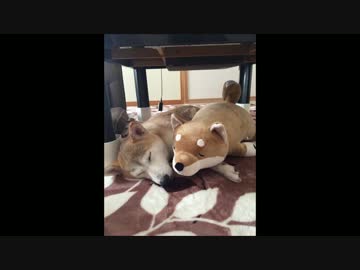 ミミにぬいぐるみのプレゼント