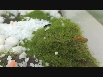蟻戦争＃92 ミルワーム狩りinテラリウム編