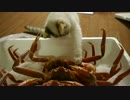 カニ　vs　猫