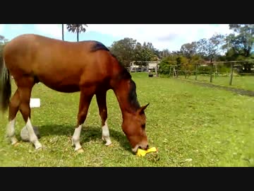 【歌ってみた】音が鳴るゴム製チキンのオモチャを気に入った馬