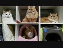 【マンチカンズ】自動猫じゃらし CatchCats
