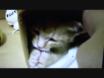 拾いねこ＠生後1669/1636日目　小さなアコさんと大きなアコさん