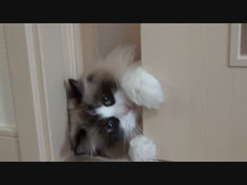 ラグドールVS黒猫　扉越しの戦い