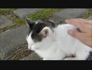 野良子猫⇒全然逃げないので撫でまくったww