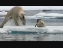【疑似m@s】Frozen Bears