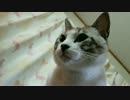 にゃーさんに寄ってみた。