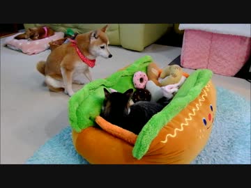 ホットドッグになって毛布をこねる猫ミルキー