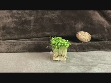 ヒメウズラにスプラウト与えてみた