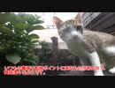 猫の縄張りにハイスピードカメラ仕掛けてみた。