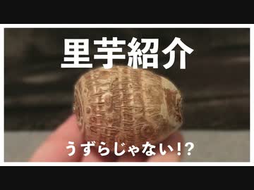 我が家の里芋紹介