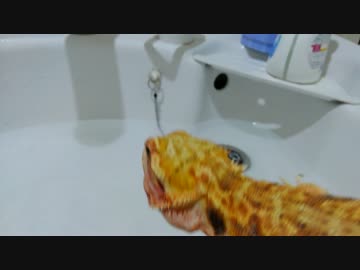 フトアゴヒゲのお風呂タイム～ふじやんの場合～