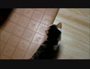 保護猫ままよちゃんの鳴き声