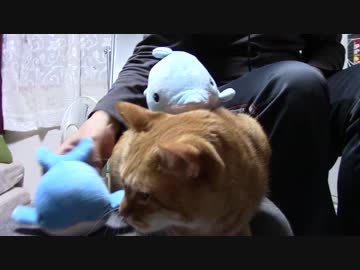 拾いねこ＠生後1670/1637日目　くじらといるかを乗せるアコさん