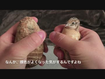 【ヒメウズラ】元気になった２号ちゃん（飛ぶシーンもちょっとあるよ）