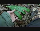 【自然を食べよう！】シイの実お汁粉と蒸し羊羹編　2/5