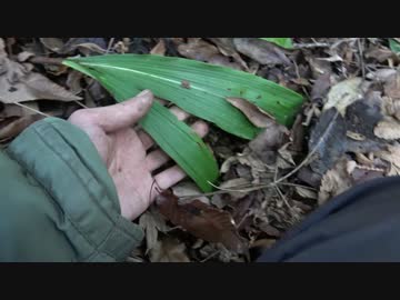 【自然を食べよう！】シイの実お汁粉と蒸し羊羹編　2/5