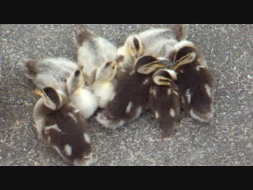 超かわいい子鴨の群れを見つけたので撮影してみた