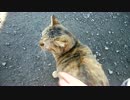 【ぬこ】マロンちゃんが追っかけてくるだけ