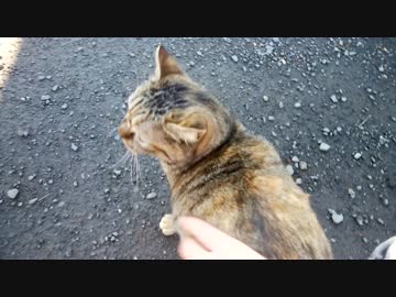 【ぬこ】マロンちゃんが追っかけてくるだけ